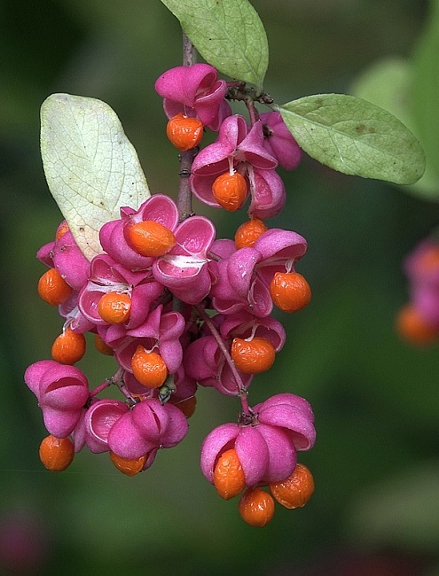 Бересклет Европейский 1 шт Р9